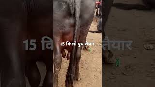 15 kg दुध की मुराह भैस पारसी मंडी सस्ती लुट गई #animalfarming #cow #bull #dairyfarm #animals