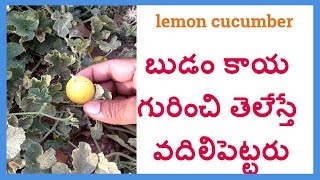 budam kaya uses in telug|బుడం కాయ గురించి తెలేస్తే వదిలి పెట్టరు|lemon cucumber uses in telugu