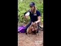 American Humane Rescue Reels - Episode 1