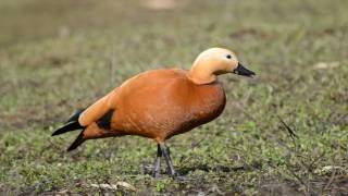 Огарь(Tadorna ferruginea).Покровское-Стрешнево.