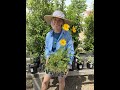 Preparing for Your Ozark Native Pollinator Patch