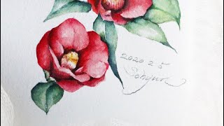 [베리현 수채화]동백꽃 그리기| Watercolor painting | Watercolor flower | Watercolor tutorial | camellia