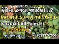 કેસર કેરી કરતાં 50 ગણું વધારે ઉત્પાદન આપતી બારમાસી આંબાની નવી જ જાત... કેરીના ઢગલાં જોઈલો..ને...?