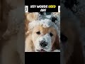 golden retriever puppies on snow sora openai text to real life like video ai 2024 dog sora