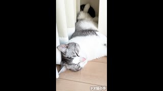 相変わらず寝相がすごい子猫。#shorts