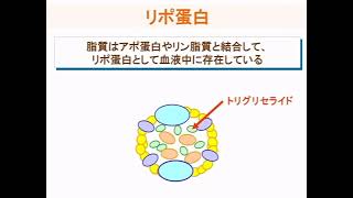 脂質異常症　疾患編　１－１　脂質の種類と役割