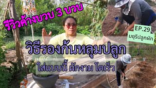 [EP.29] รีวิวค้าง 3 บวบ กับวิธีรองก้นหลุมปลูกผัก ให้ผักงาม โตเร็ว | มยุรีปลูกผัก