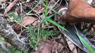 ជីវិតក្នុងព្រៃភ្នំ - Survival Life Finding Mushroom