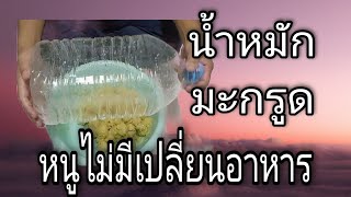 เปลี่ยนอาหารให้จุลินทรีย์ น้ำหมักมะกรูด อายุได้ 8 วัน