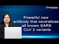 Powerful new antibody that neutralizes all known SARS CoV 2 variants