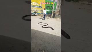 🐍✓नागिन 2 देखें जरूर अभी 👈।             #funny #video #subscribe 👈