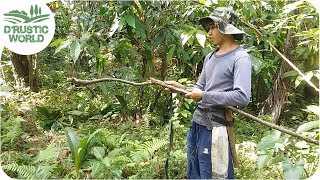 Traditional Way of Harvesting Soursop