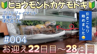 【モド記#004】爬虫類🔰お迎え4週間目。ぽん吉くんが引きこもりになりました【レオパ】