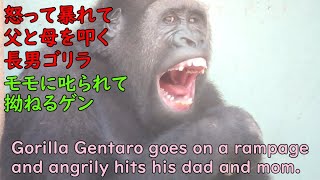 怒るゲンタロウ、父モモと母ゲンキを叩いて暴れる！モモタロウに叱られて拗ねる長男ニシゴリラ♪【京都市動物園】