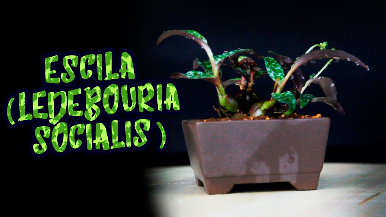 ESCILA (Ledebouria Socialis) | Planta Con Piel De Guepardo - YouTube