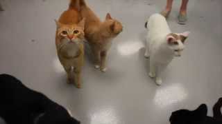 Helping Hands Humane Society Volunteers