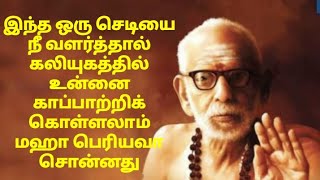 #mahaperiyava சொன்னது இந்த செடியை நீ வளர்த்தால் கலியுகத்தில் உன்னை காப்பாற்றிக் கொள்ளலாம்