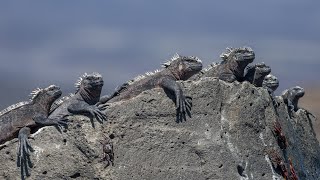 Best of Galápagos | In the Footsteps of Charles Darwin | Diving and Land Tour | Ecuador