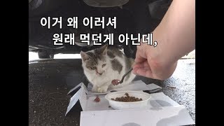 비,그걸 피하려 온 새 한마리, 밥투정하는 흰둥이,정지화면이 특기인 노랭이3,.. 들 입니다.