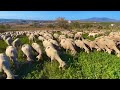 Why Is The Farmer Using Whistles To Calm The Sheep?