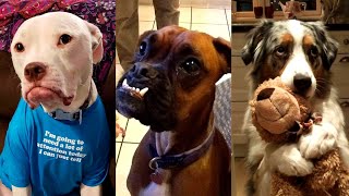 Dogs Videos But Try Not To Laugh🤣😂Part 80