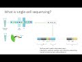 Single-cell sequencing explained in 2 minutes