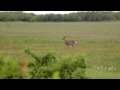 roe deer capreolus capreolus európai őz