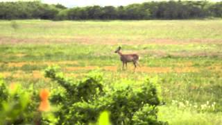 roe deer (Capreolus capreolus) - Európai őz