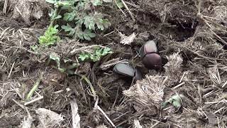 Mistkäfer - Heilige Pillendreher (Scarabaeus sacer) im Elefantendung in Swaziland