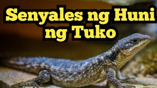 Senyales ng HUNI NG TUKO | @dreamsmaster1818