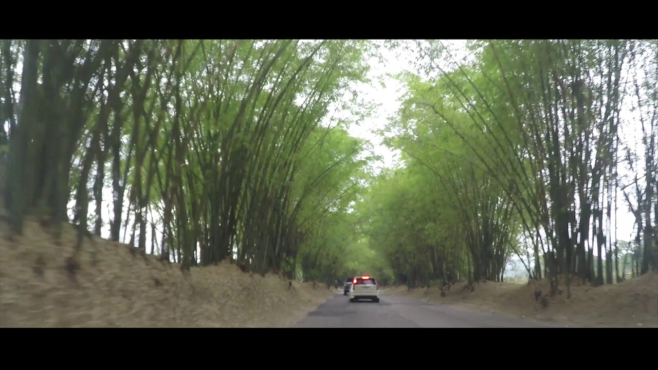 Holland Bamboo Avenue, St Elizabeth, Jamaica - YouTube