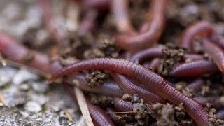 Worm Composting 101