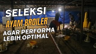 Rahasia Sukses: Seleksi Ayam Broiler untuk Hasil Maksimal! 🐔