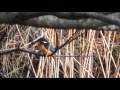 三浦市小松が池のカワセミ a kingfisher found at the komatsu pond miura city kanagawa