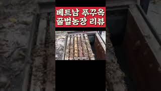 베트남 푸꾸옥 천연벌꿀 맛보기