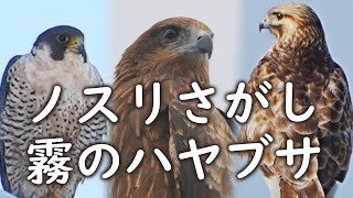 ノスリ見るのが私の使命🦅ハヤブサ、チュウヒ秋の猛禽