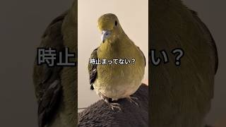 #shorts #アオバト #鳩 #birds #かわいい