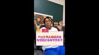 【動物と話す】ペットロスが起こる理由はこれ！ #shorts