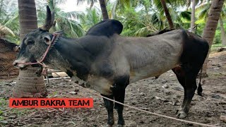 HEAVY BULL | AMBUR BAKRA TEAM