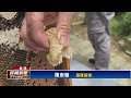 氣候變遷亂花期 土蜂蜜意外增產－民視台語新聞