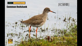 Common Redshank