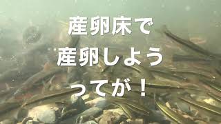 ウグイの産卵 水中撮影