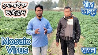 আলুর মোজাইক ভাইরাসজনিত রোগ। Potato Yellow Mosaic Virus । কৃষিবিদ এম এইচ তুহিন।