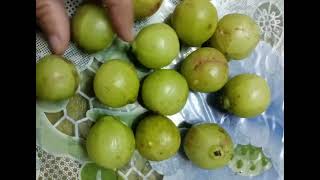 পুষ্টিগুনে ভরা আমলকী ফল | Amla Fruit