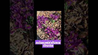 Recéshagymájú nőszirom - Iris reticulata szaporítása