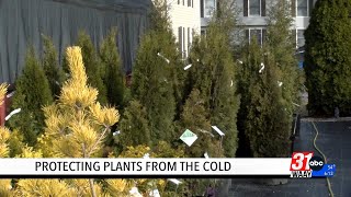 Taking Care of Plants in Extreme Cold