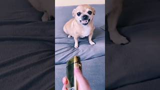 My Dog is Smarter than Husky and Chihuahua 🔥😍#dog #funny #shortvideo #shots