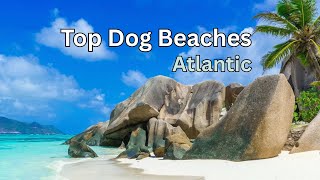 🐾🌴 Top Pet-Friendly Beaches on the Atlantic Ocean 🐕 | Best Dog Beaches from Maine to Florida!🌊
