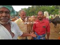 പൊള്ളാച്ചി മാട് മാർക്കറ്റിൽ വൻ വിലക്കുറവ് l pollachi cattle market l murah buffalo l hf പശുക്കൾ