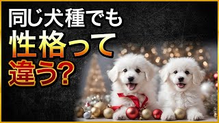 同じ犬種の性格の違いって？